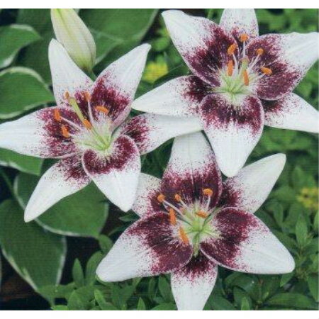 JAN 4510478270608 すかしゆり二色咲き　ホワイトピクセル （2球入）（球根） 新潟県花卉球根農業協同組合 花・ガーデン・DIY 画像