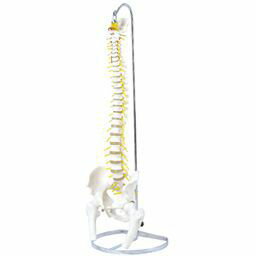 JAN 4560253692255 可動型脊柱模型 大腿骨付きモデル IK41 トワテック株式会社 医薬品・コンタクト・介護 画像