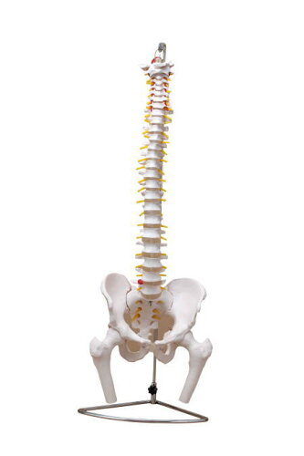 JAN 4562280073250 脊椎骨盤模型股関節付gx-126 せきついの人骨模型 高さ  実物大jk-3250 株式会社ダイセイ 医薬品・コンタクト・介護 画像