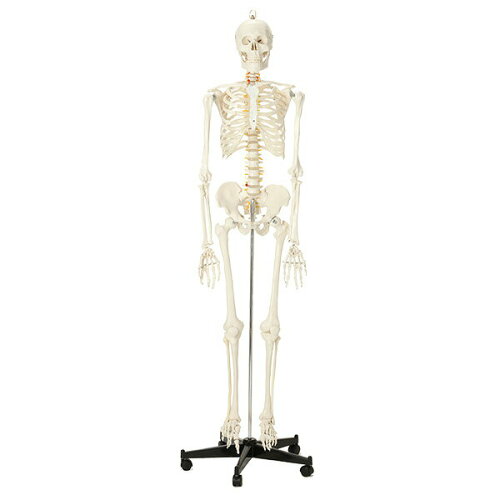 JAN 4562405325363 7ウェルネ 全身骨格模型 等身大   人体模型 骨格模型 SEVEN BEAUTY株式会社 医薬品・コンタクト・介護 画像