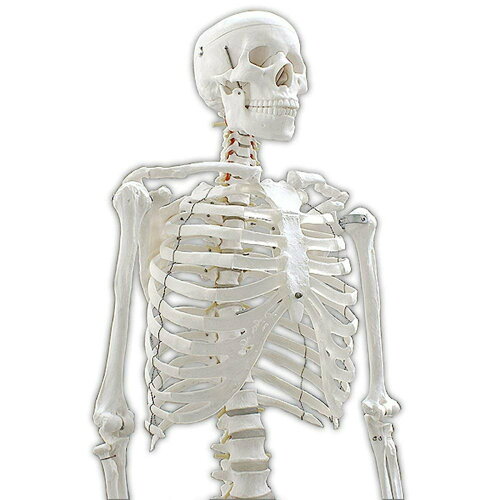JAN 4580210534206 人体骨格模型【ヒューマンスカル】 a04381 株式会社コンポジット 医薬品・コンタクト・介護 画像