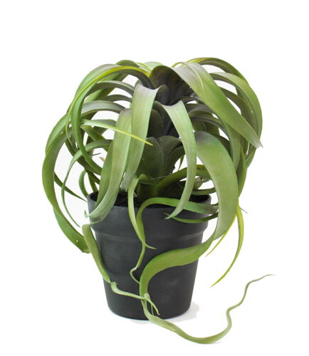 JAN 4580448835779 観葉植物 フェイクグリーン「キセログラフィカ・ポット」 株式会社バージ 花・ガーデン・DIY 画像