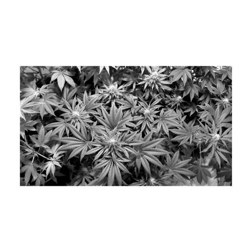 JAN 4582457983144 MU3アクセント壁紙 植物-大麻 ph2015 モノクロ Lucca インテリア・寝具・収納 画像
