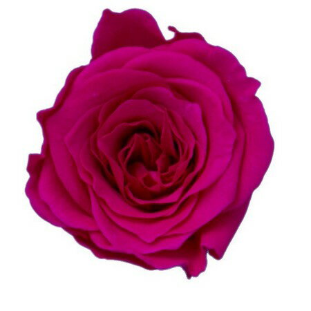 JAN 4589517450042 ローズS(12輪) ホットピンク 株式会社ピージーインターナショナル 花・ガーデン・DIY 画像