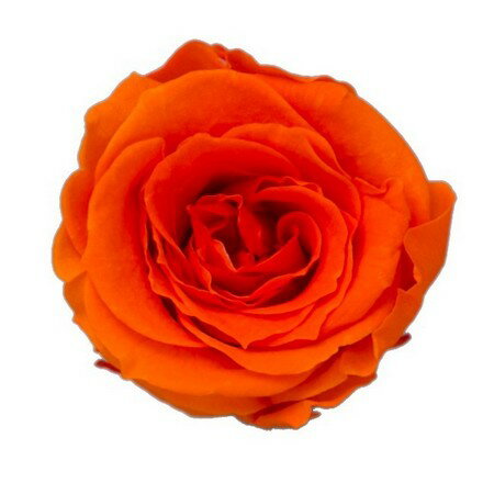 JAN 4589517450103 ローズS(12輪) ビビッドオレンジ 株式会社ピージーインターナショナル 花・ガーデン・DIY 画像