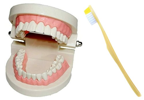 JAN 4589968043626 歯列模型 実物大 モデル 180度 開閉式 歯ブラシ ヒューマライズ株式会社 医薬品・コンタクト・介護 画像