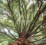 JAN 4988013187702 vol．2 forest－朝日連峰 ブナ原生林の森 natural garden / 自然音楽 株式会社ポニーキャニオン CD・DVD 画像