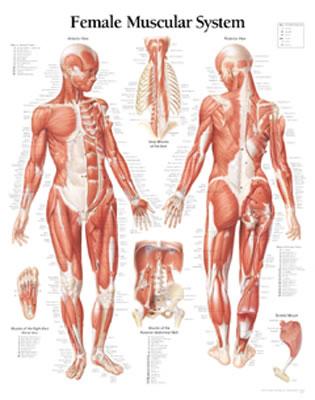 ISBN 9781930633049 Muscular System Female Chart: Wall Chart/SCIENTIFIC PUB LTD/Scientific Publishing 本・雑誌・コミック 画像